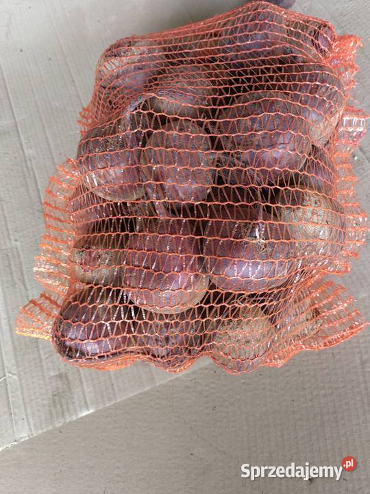 buraczki czerwone Rośliny okopowe