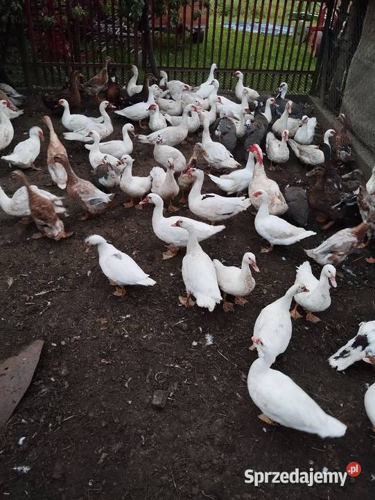 Sprzedam kaczki małopolskie