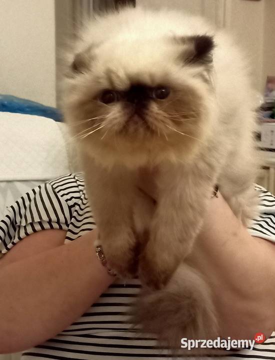 Dziewczynka himalajska rodowód fpl Katowice