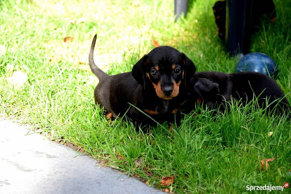 Jamniki Szczeniaki PIĘKNE Jamnik świętokrzyskie