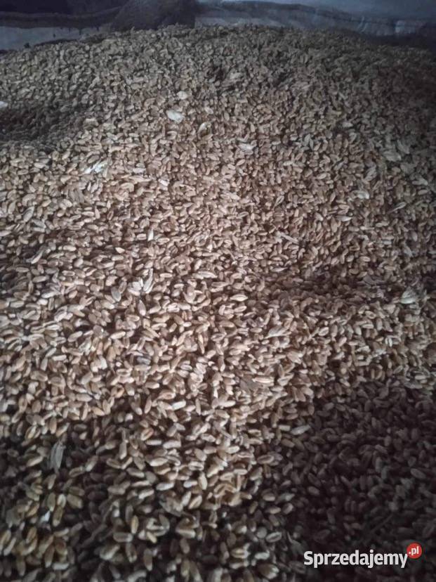 Owies czarny żółty pszenica pszenżyto wiosenne i Brzeziny