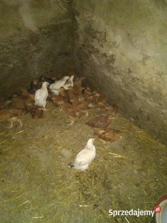 Kurczaki kury 7 tygodni odchow wlasny Łomża