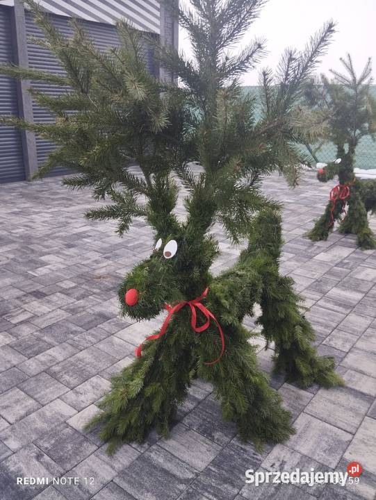Renifer z jodły żywej pachnącej Duży sprzedam