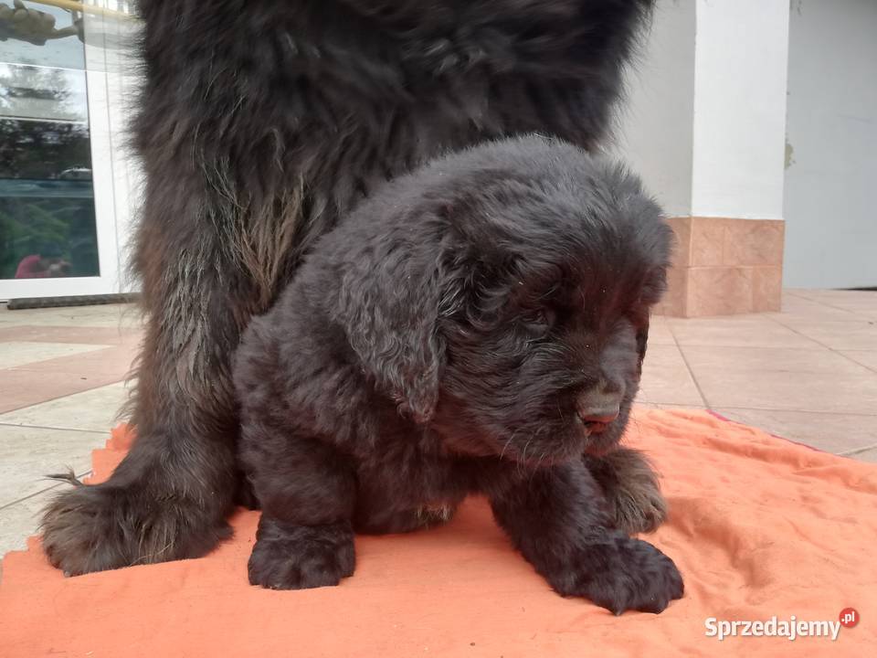 Nowofundlandy wielkopolskie