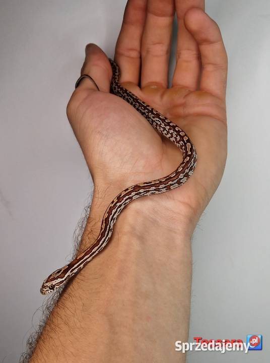 Węże zbożowe młode Knurów