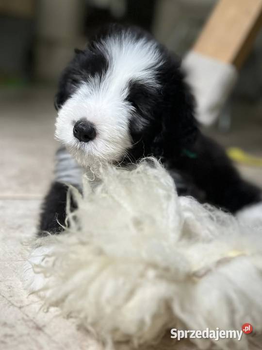 Bearded Collie FCI - szczenięta Kalisz