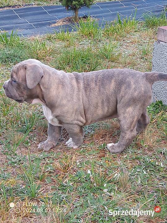 American bully xl suczki ABKC sprzedam