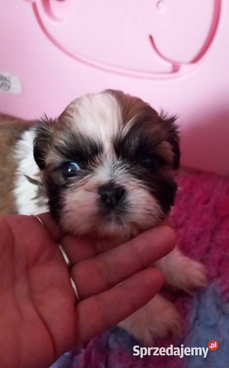 ShihTzu suczka Strzelce Opolskie