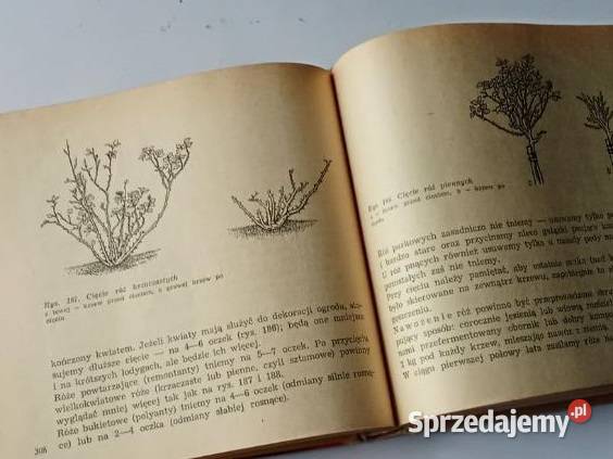Ogród Domu poradnik ogród rośliny uprawa