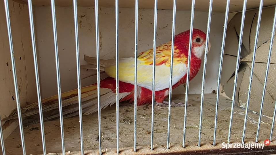 Rozella białolica Czerwionka-Leszczyny