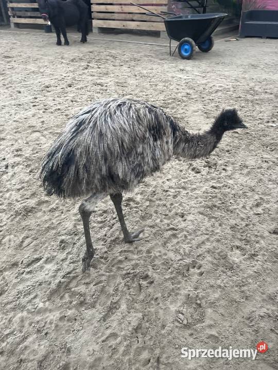 Struś emu