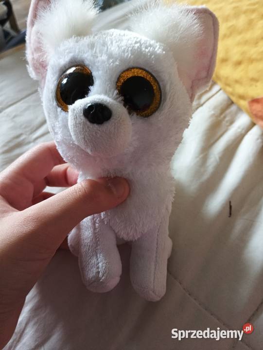 Pluszak TY piesek Wrocław