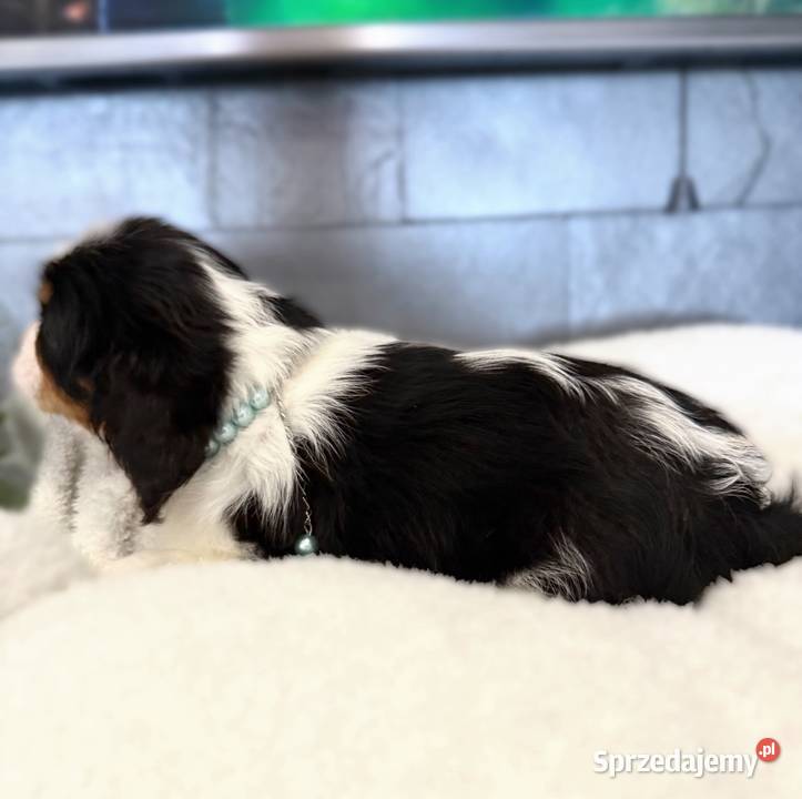 Suczka BONNIE Cavalier King Charles Spaniel Limanowa sprzedam