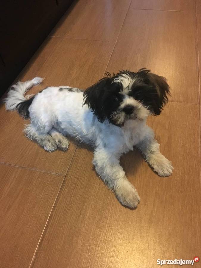 Reproduktor shih tzu