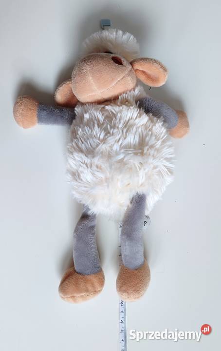 Owieczka SunDay śląskie Katowice