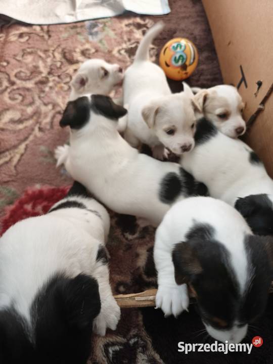 Jack Russell Terrier Łowce