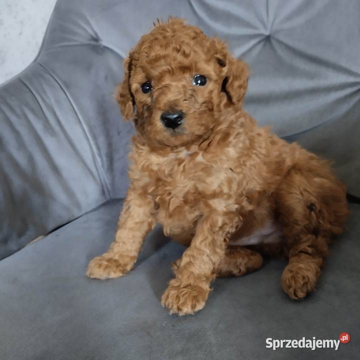 Pudel miniaturowy red rezerwacja Zgierz