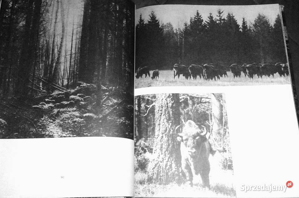 W głąb lasu Las w polskiej literaturze i sztuce