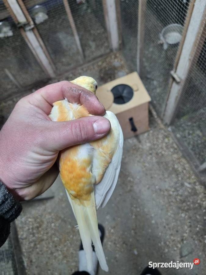 Świergotki para Ptaki Kazimierza Wielka