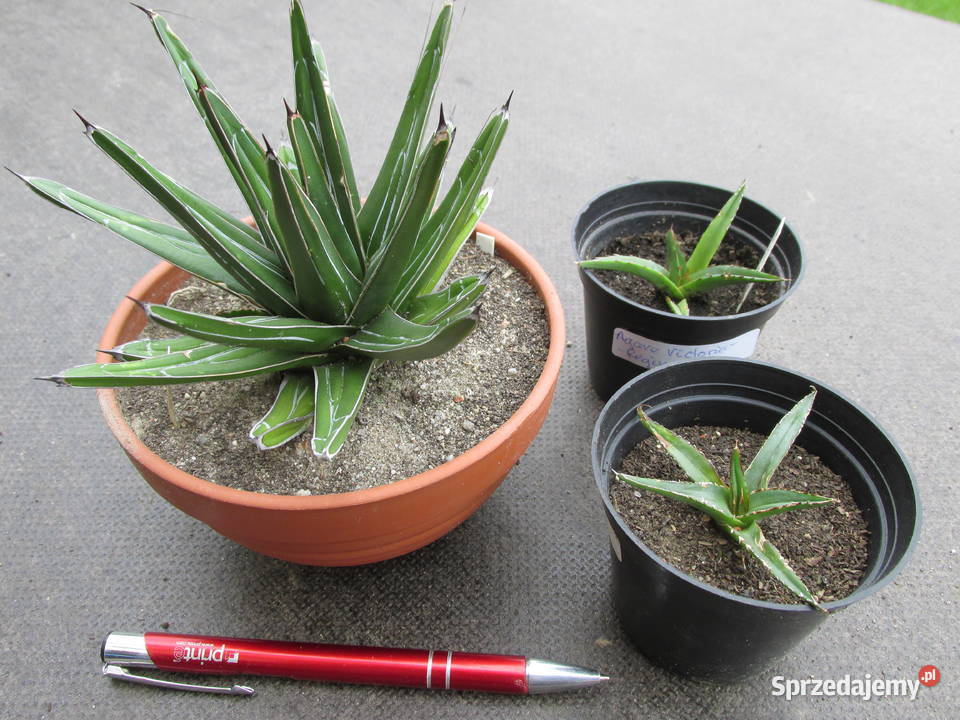 Miniaturowa agawa Agave VictoriaeReginae Comp Kraków