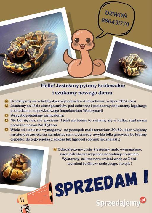 Pytony szukają nowego właściciela Kęty sprzedam