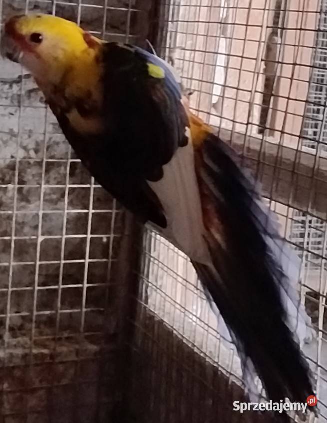 Rozele królewskie Wodzisław Śląski