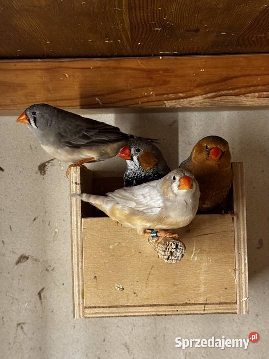 Zeberki Rude standard