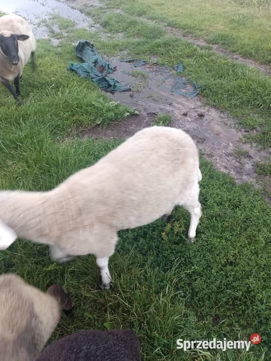 Sprzedam owce i baranki Kolonia Lipnik