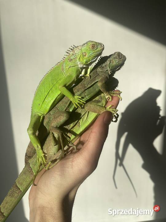 Legwan zielony iguana iguana Tczew