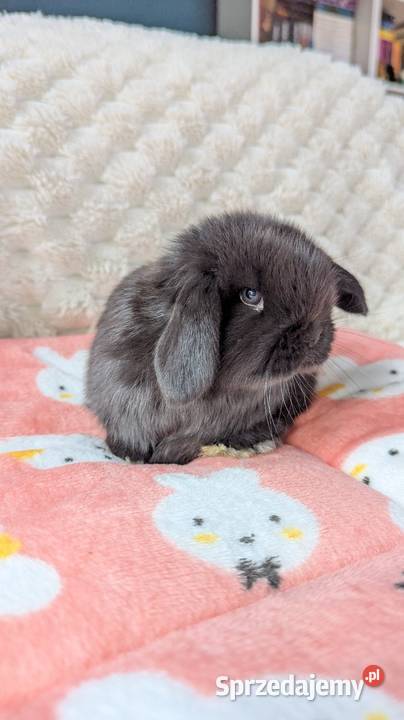 Mini lop krolik miniaturka mały karzełek baranek Biadoliny Radłowskie