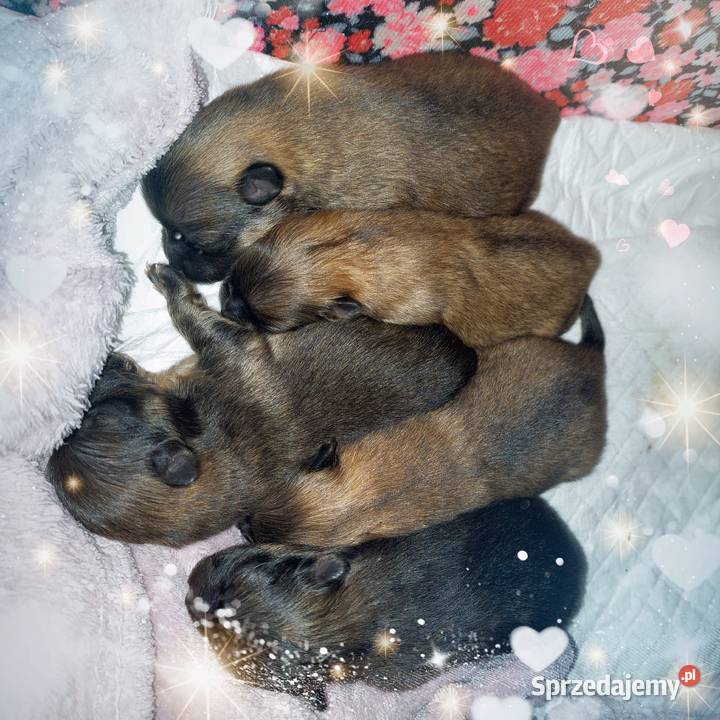 Pomeranian FCI szpic miniaturowy