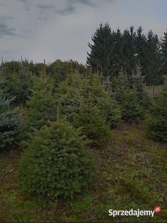 Świerk srebrny jodła kalifornijska choinka Orły