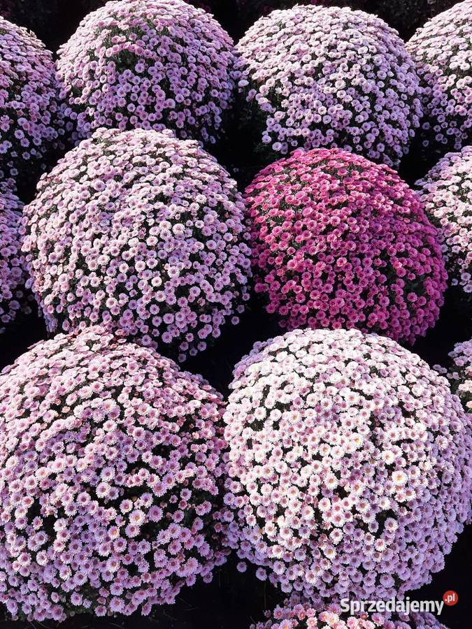 Chryzantemy cięte i doniczkowe mazowieckie