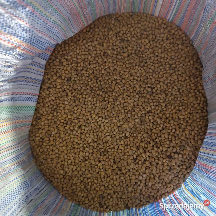 Nasiona soisiew Markowa