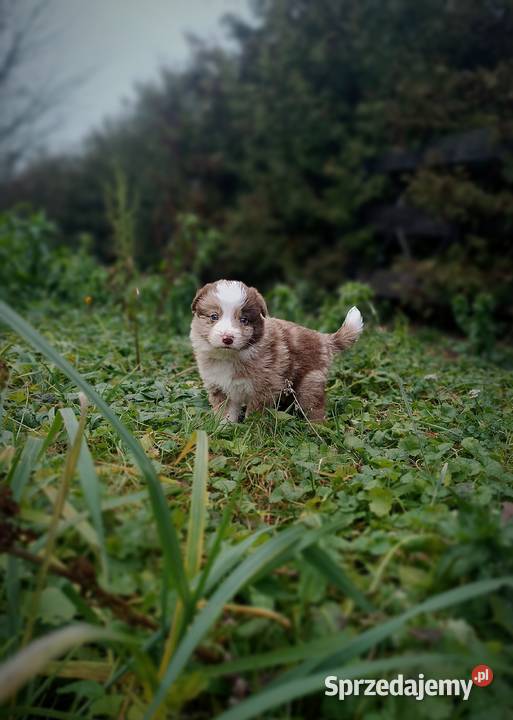 Border collie szczeniaki Hrubieszów