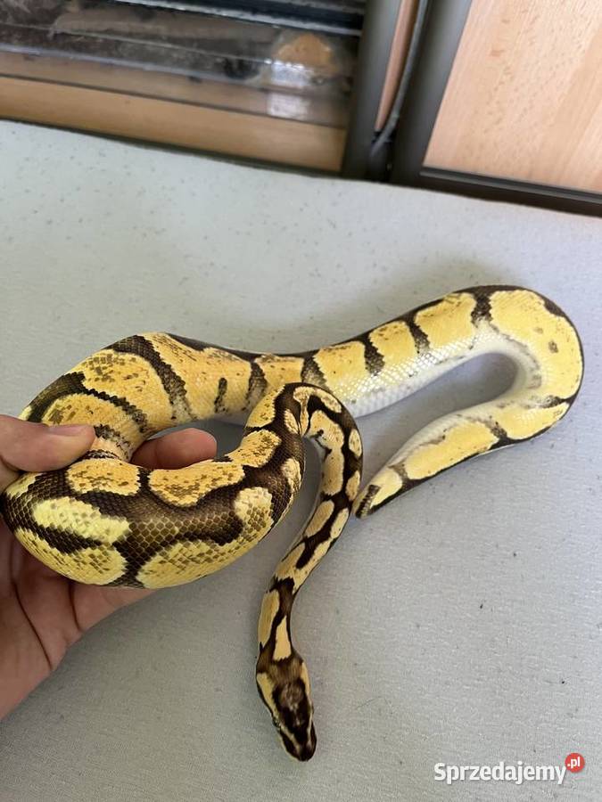 Pyton królewski młody samiec mazowieckie