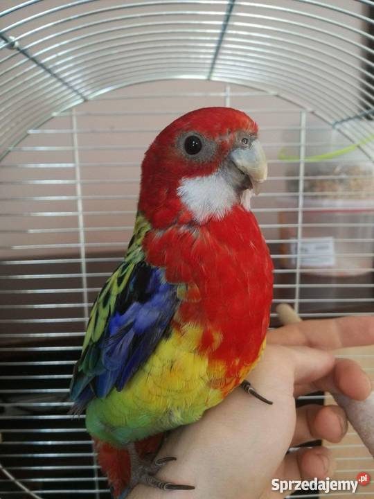 Papuga rozella bialolica oswojona