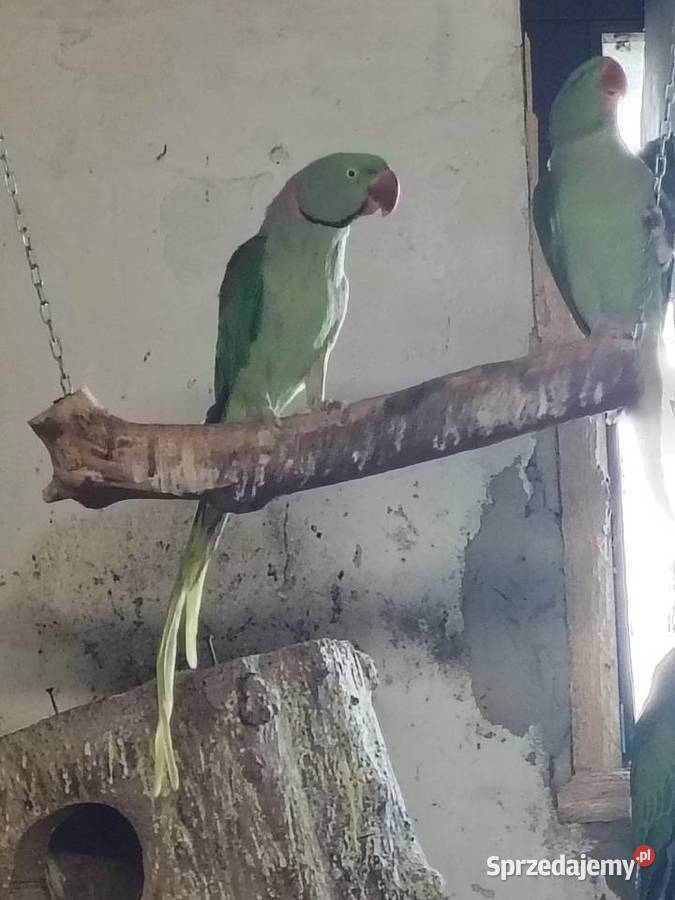 Samice wielki Chudów