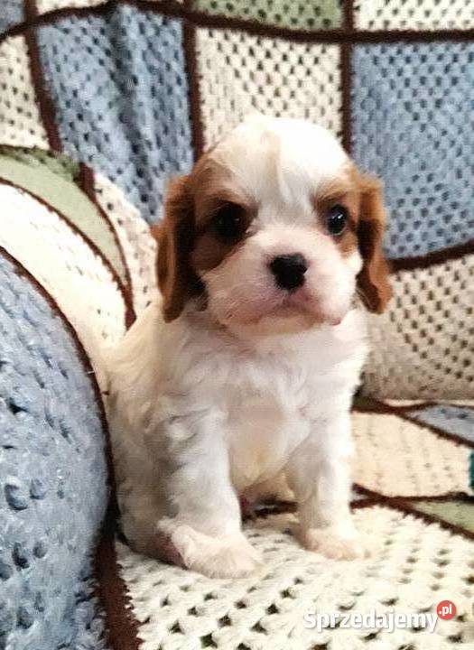 Chłopczyk cavalier k ch spaniel z przewagą Zwierzęta Rzeszów