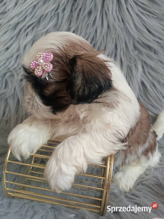 Tricolor suczka rasy ShihTzu Namysłów