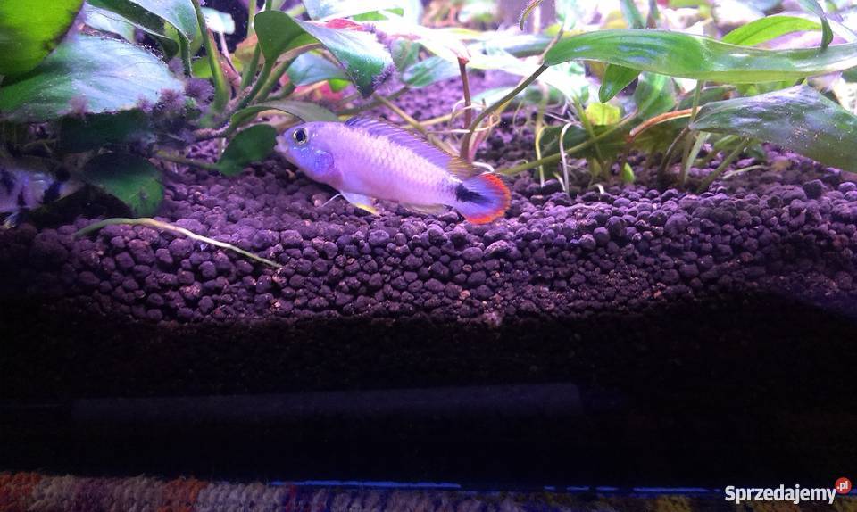Apistogramma Panduro sprzedam