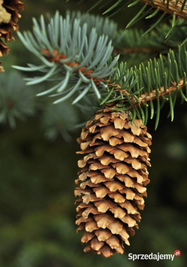 ŚWIERK KŁUJĄCY SREBRNY Picea pungens NASIONA kujawsko-pomorskie Lubanie