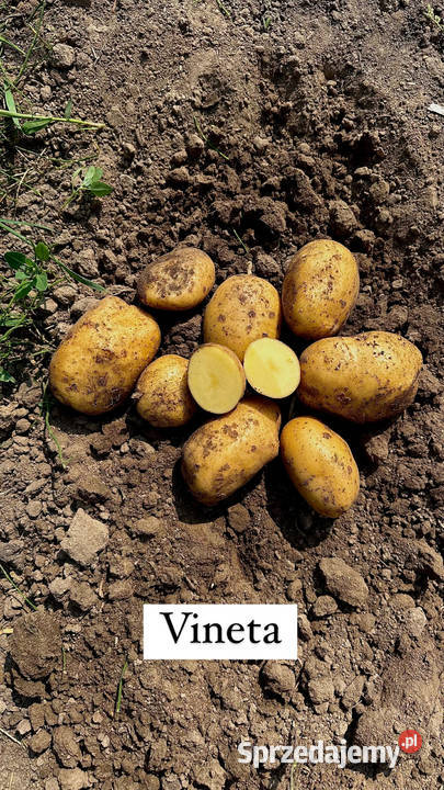 Ziemniaki Queen Anny Corinna Vineta Red Lady warmińsko-mazurskie Olsztyn sprzedam