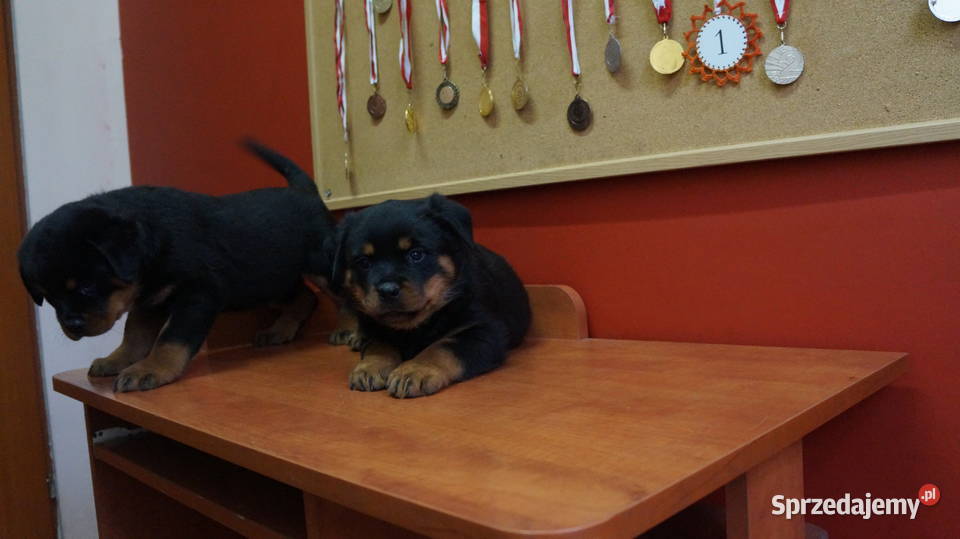 szczeniaki rottweiler Bydgoszcz