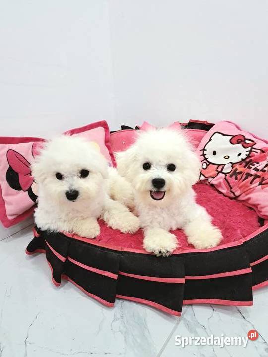 Bichon frise z rodowodem FCI do odbioru wielkopolskie Poznań