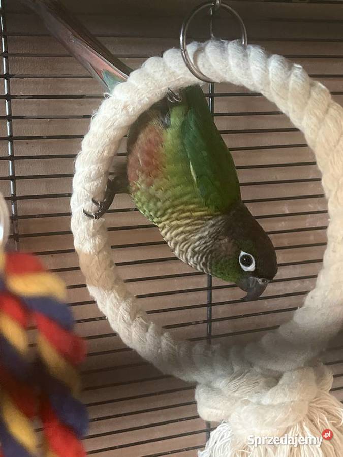 Rudosterka zielonolica Kęty