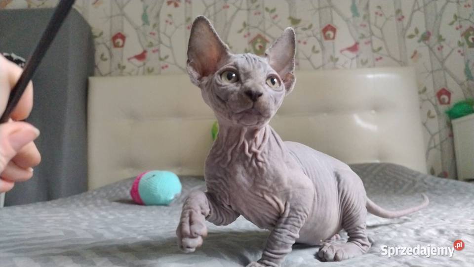 Kotka Sfinks Kanadyjski Czarna Wrocław