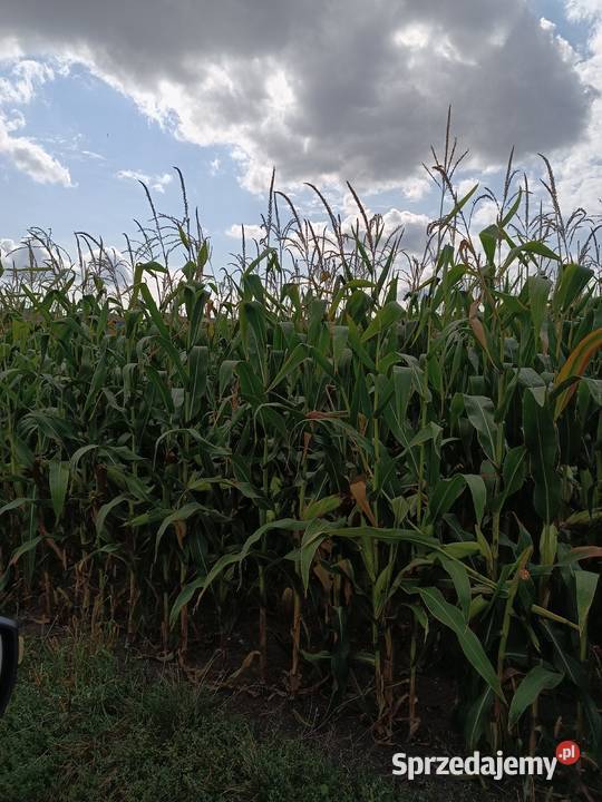 Kukurydza w belach Karmy i pasze Górki sprzedam