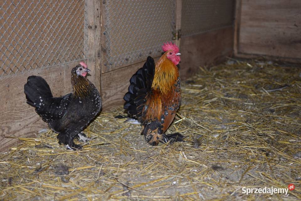 Kury ozdobne karzełki łapciate Rzeszów