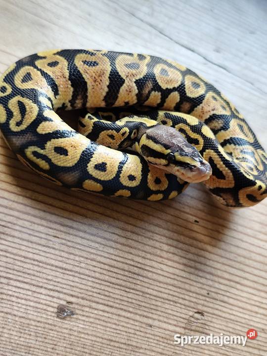 Młode pytony Królewskie Pruszków